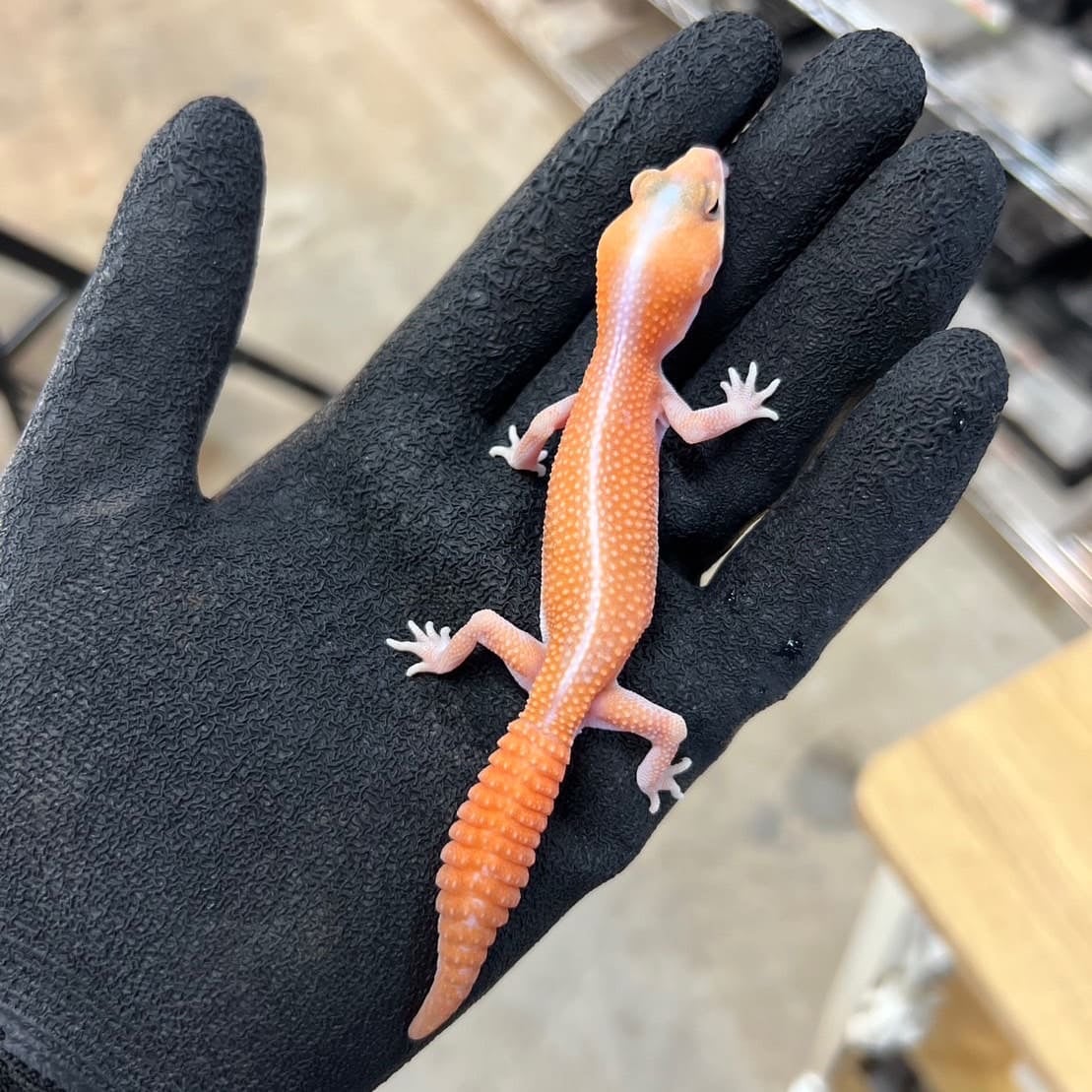 ニシアフリカトカゲモドキ アメルパティ