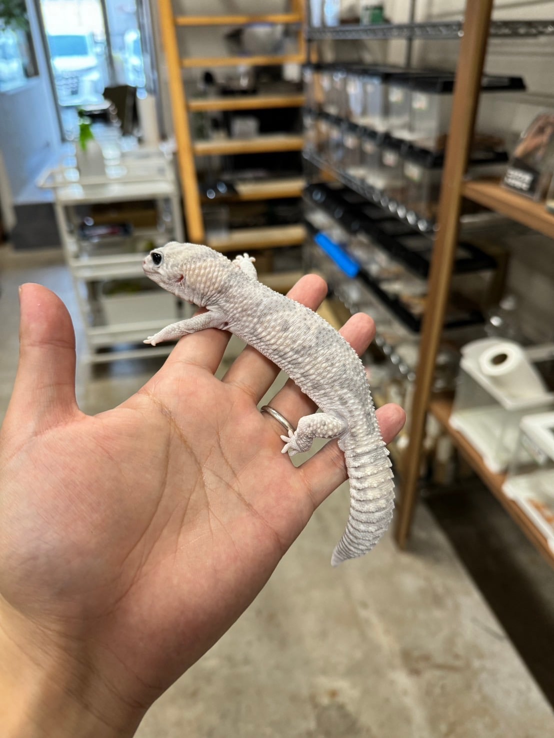 ニシアフリカトカゲモドキ ゴーストオレオhetズールー