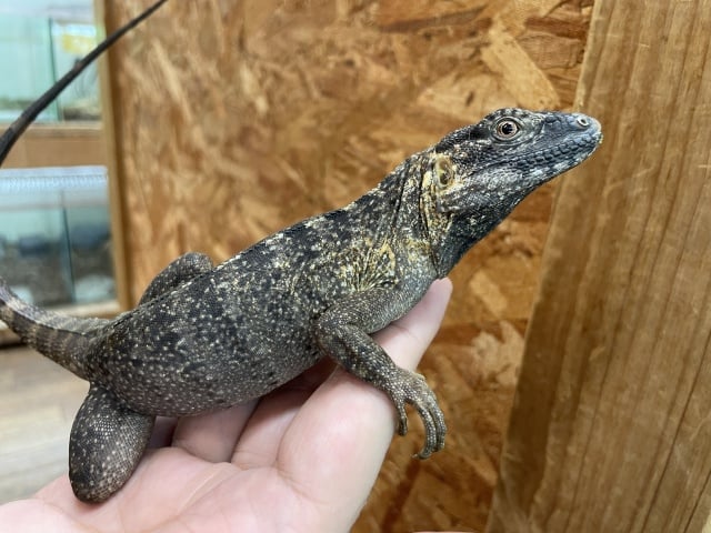 イグアナ ケリーライン