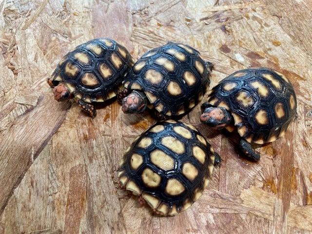 アカアシガメ ブラジリアンドワーフ