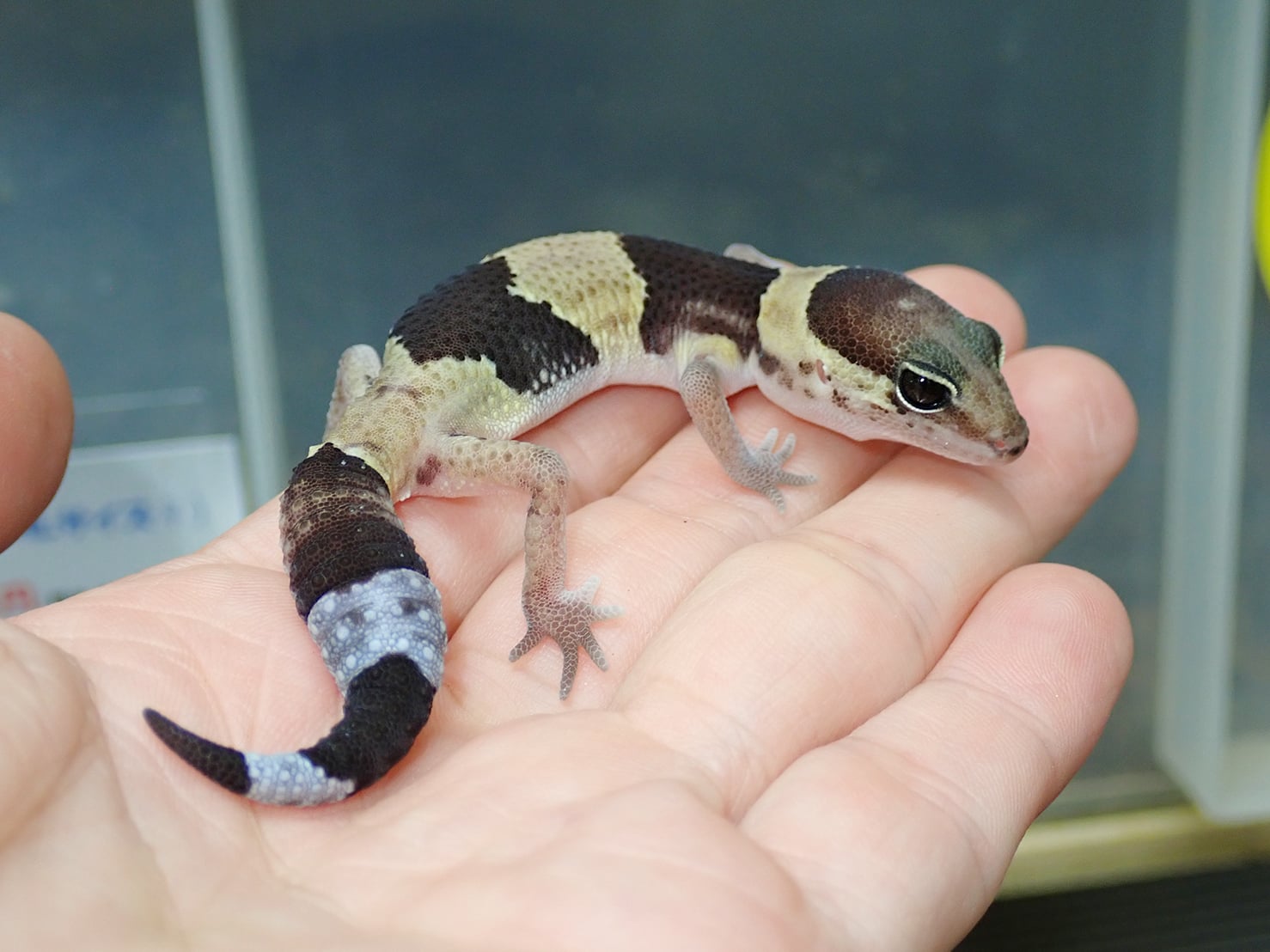 ニシアフリカトカゲモドキ 