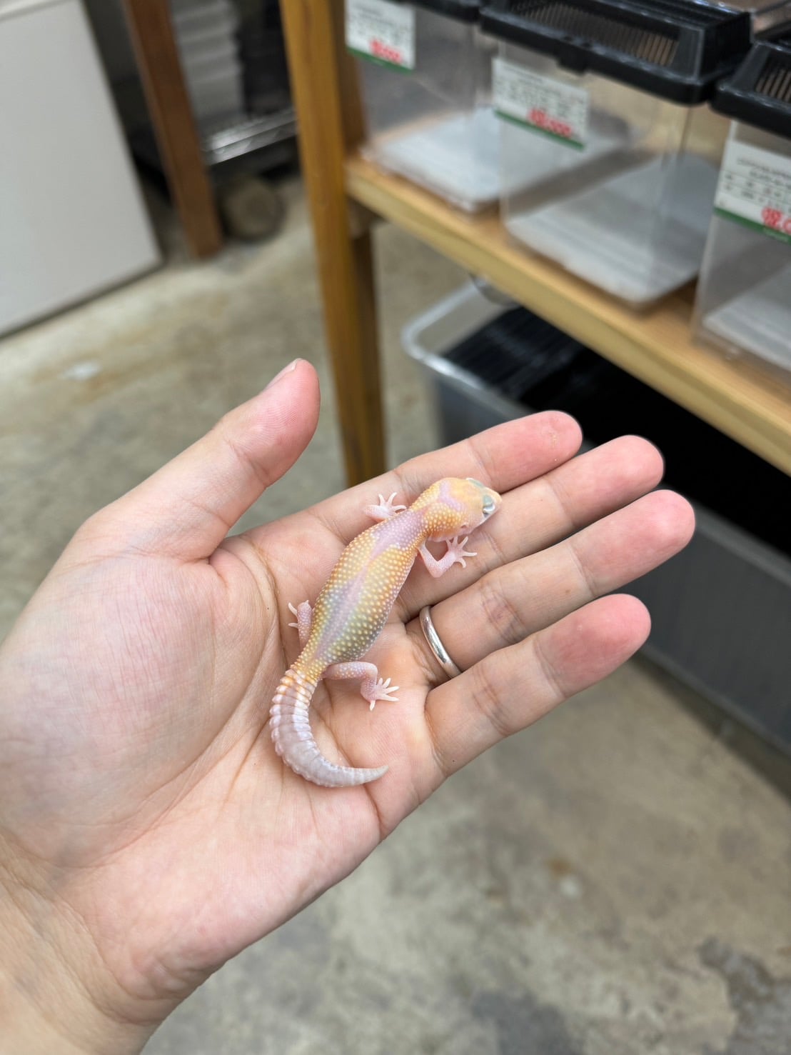 ニシアフリカトカゲモドキ アメルズールーhetオレオ