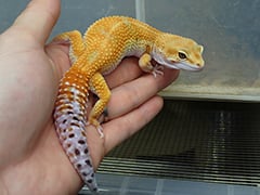 ヒョウモントカゲモドキ サイクスエメリンホワイト&イエロー
