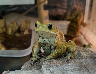 ヒキガエル 