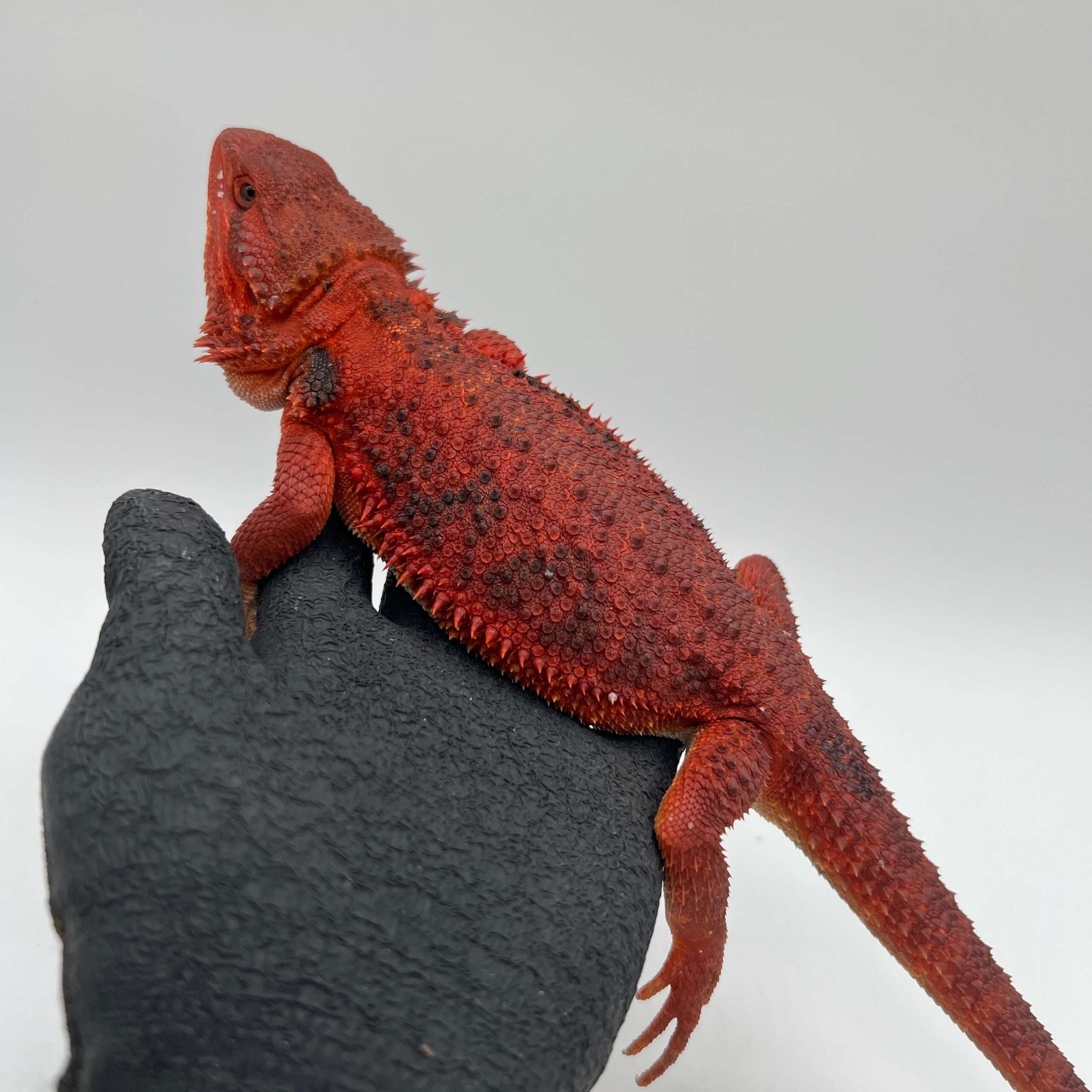 フトアゴヒゲトカゲ ダークレッド
