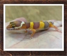ヒョウモントカゲモドキ トレンパーアルビノ