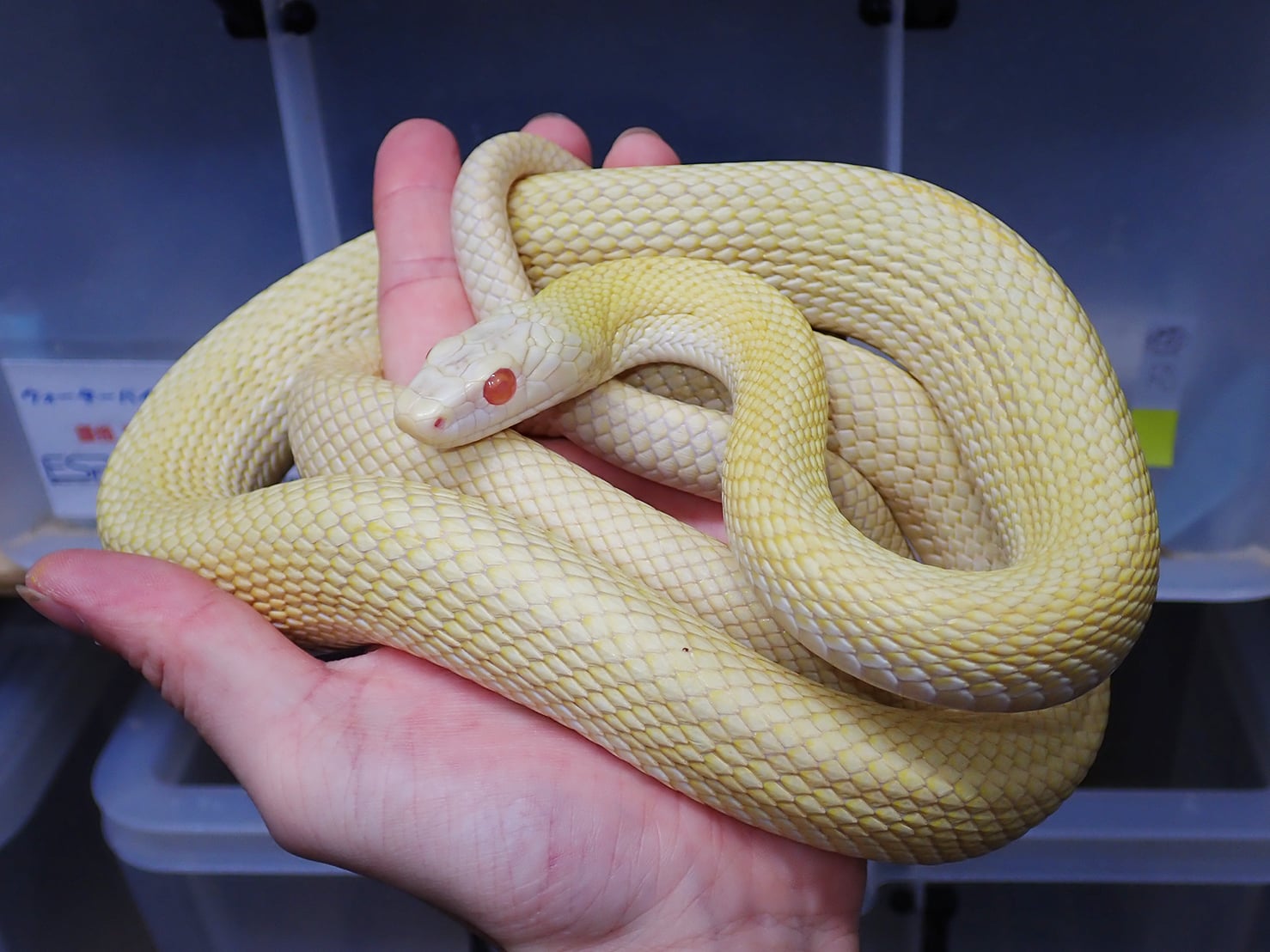 アオダイショウ アルビノパターンレス