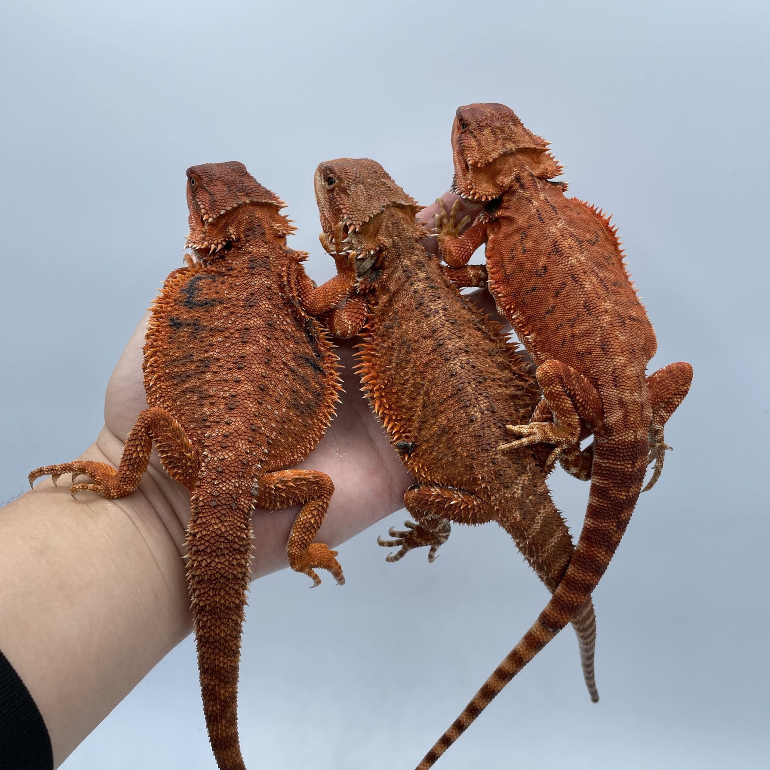 フトアゴヒゲトカゲ ダークレッド