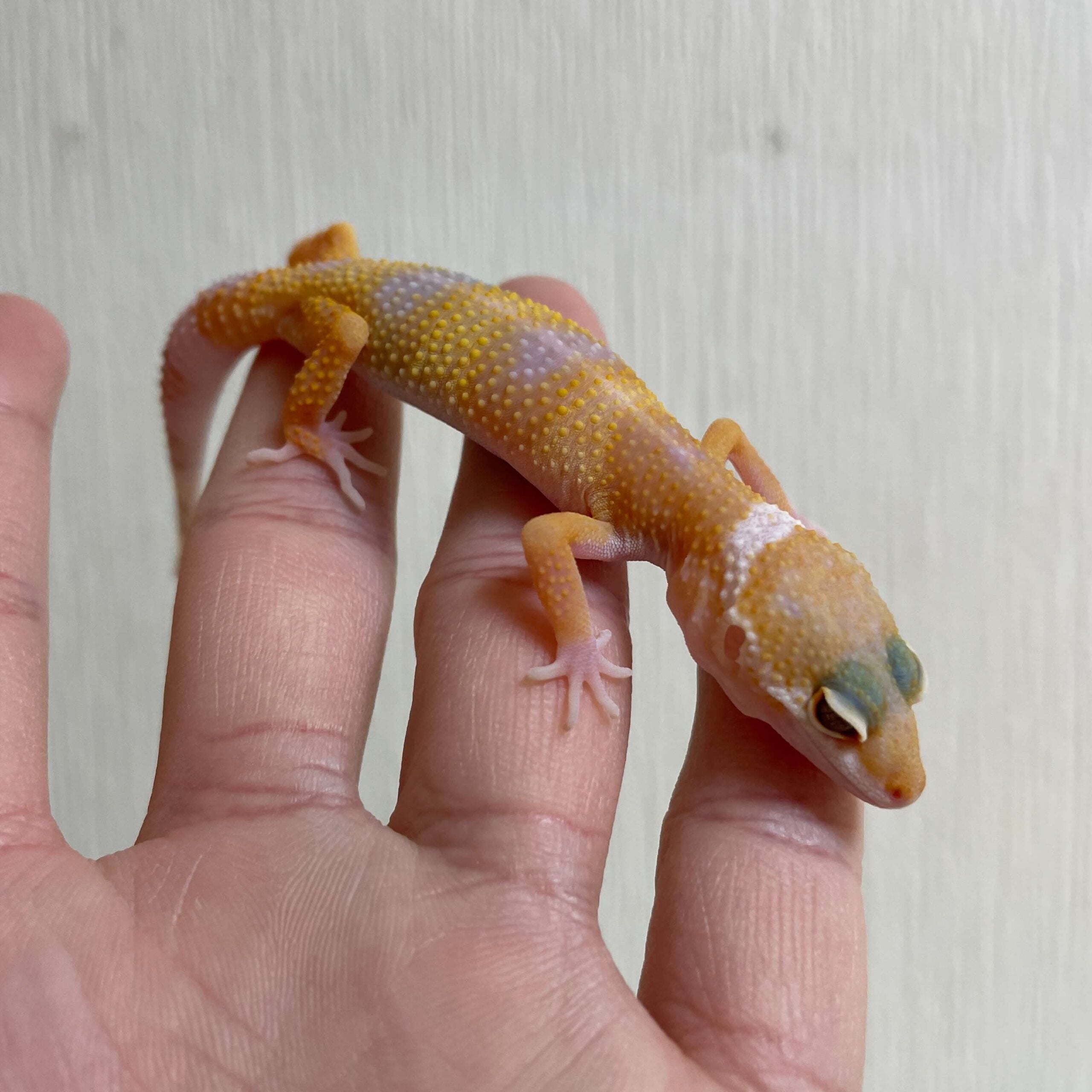 ヒョウモントカゲモドキ ストライプベハ