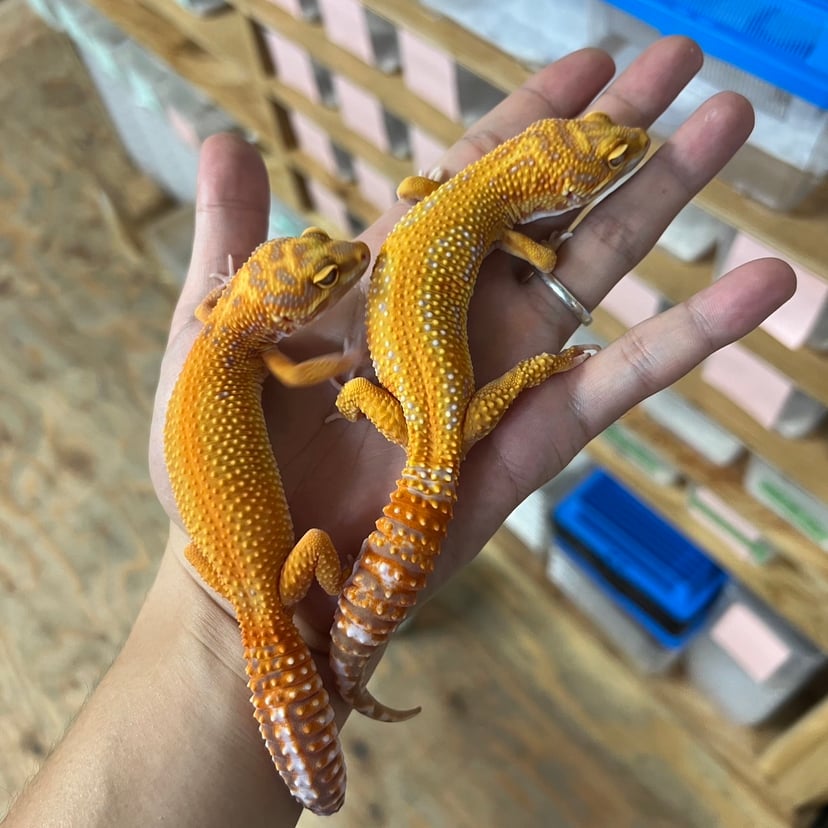 レッドダイアモンド