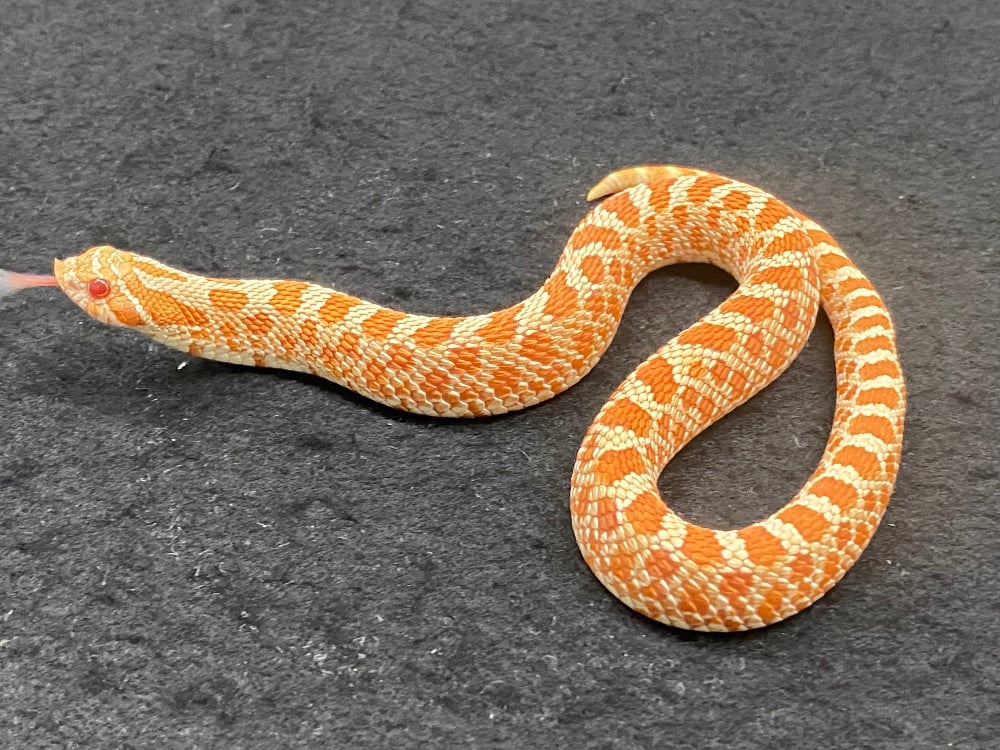 セイブシシバナヘビ レッドアルビノ
