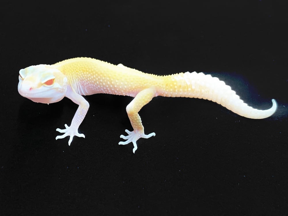 ヒョウモントカゲモドキ ラプターフルアイ