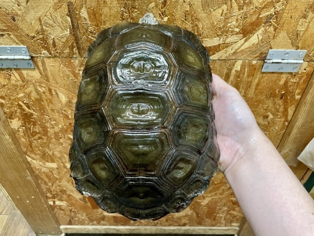 ビルマムツアシガメ 