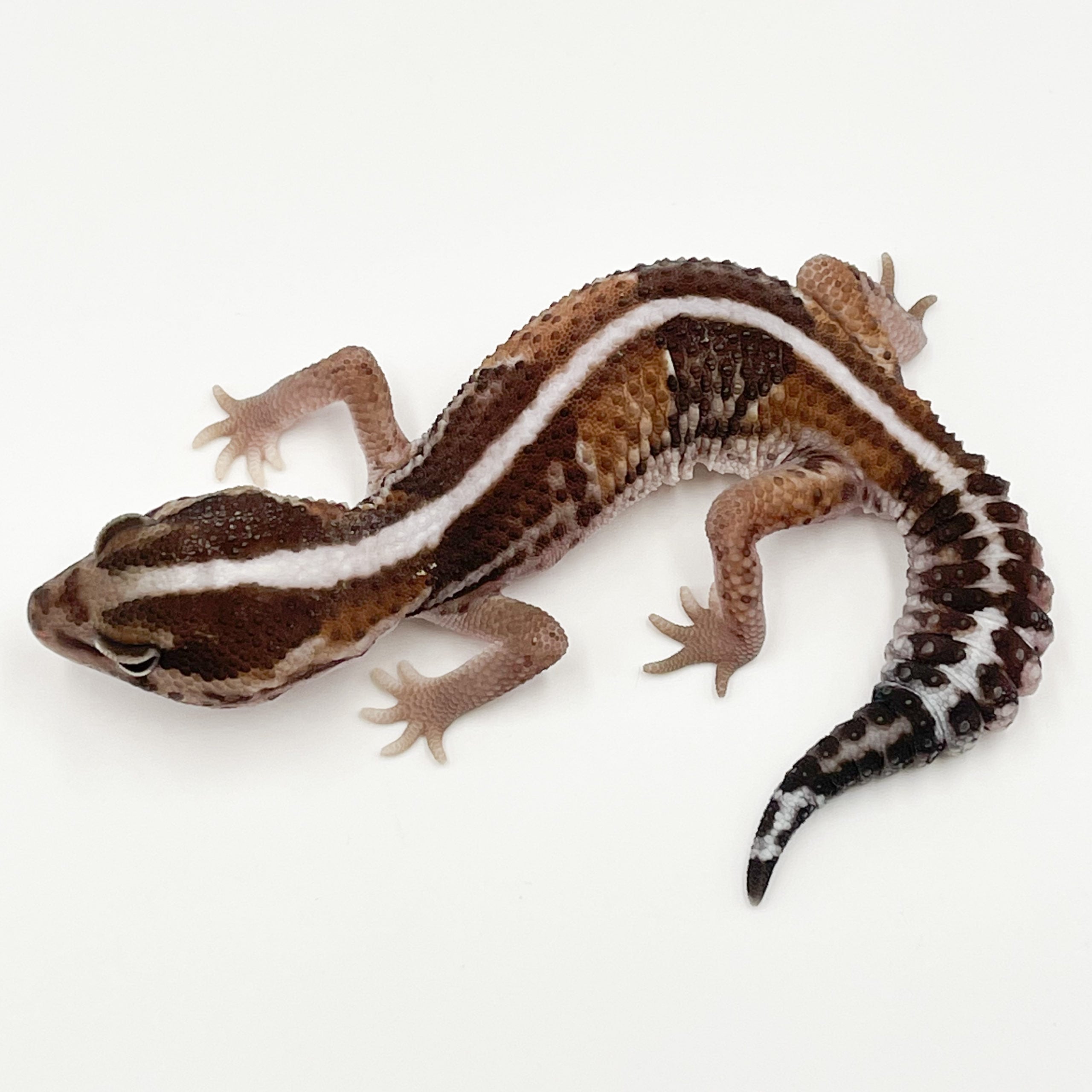 ニシアフリカトカゲモドキ ノーマルhetオレオ