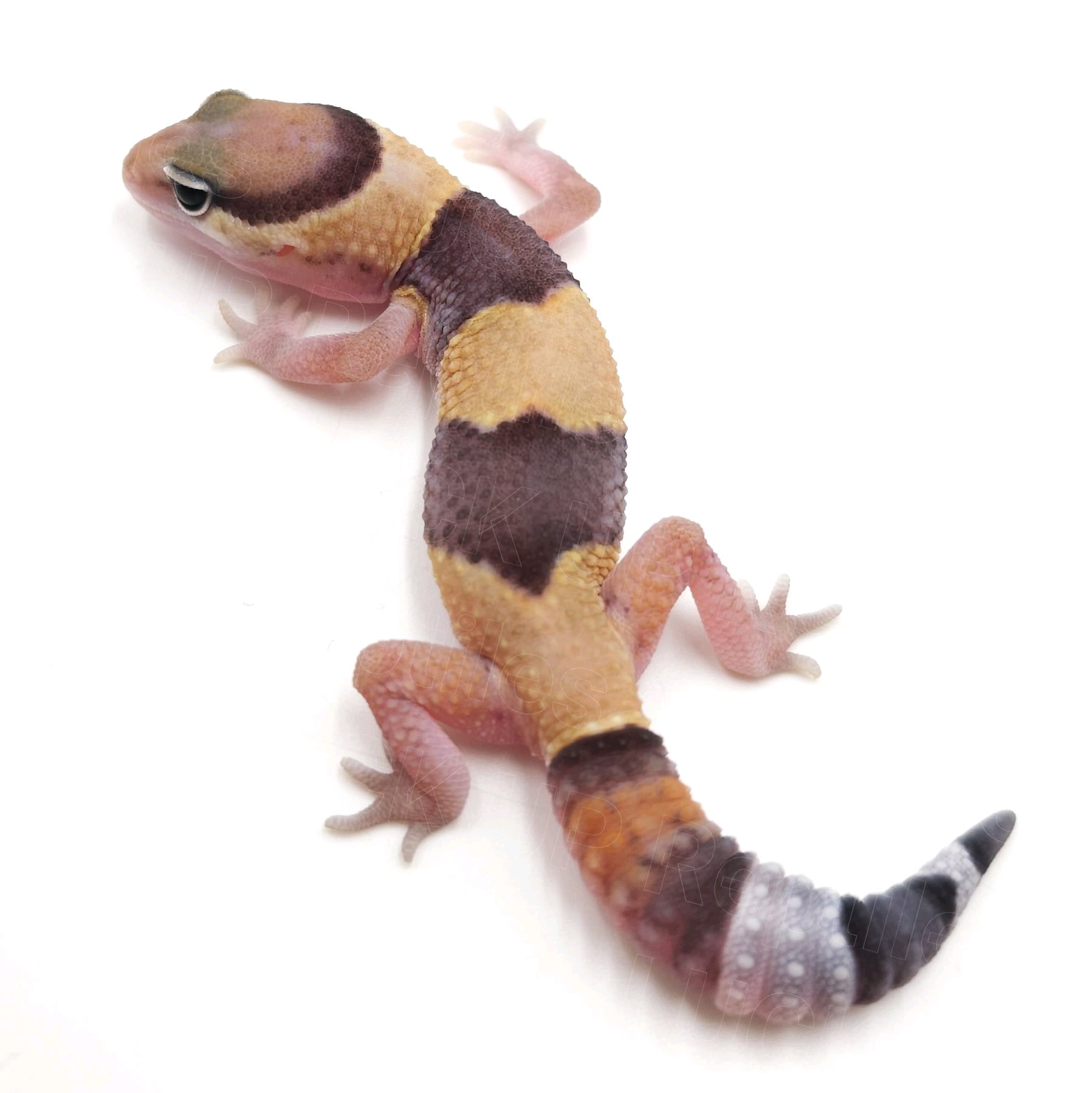ニシアフリカトカゲモドキ ノーマルhetオレオ