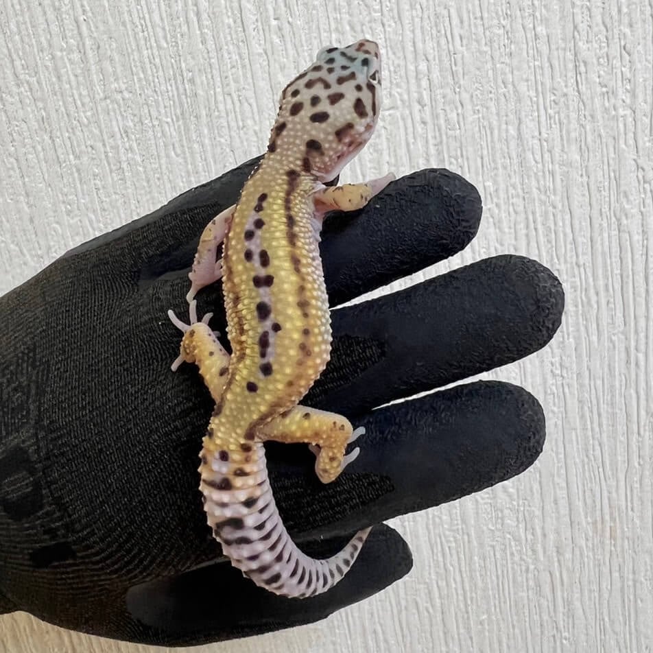 ヒョウモントカゲモドキ リバースストライプ
