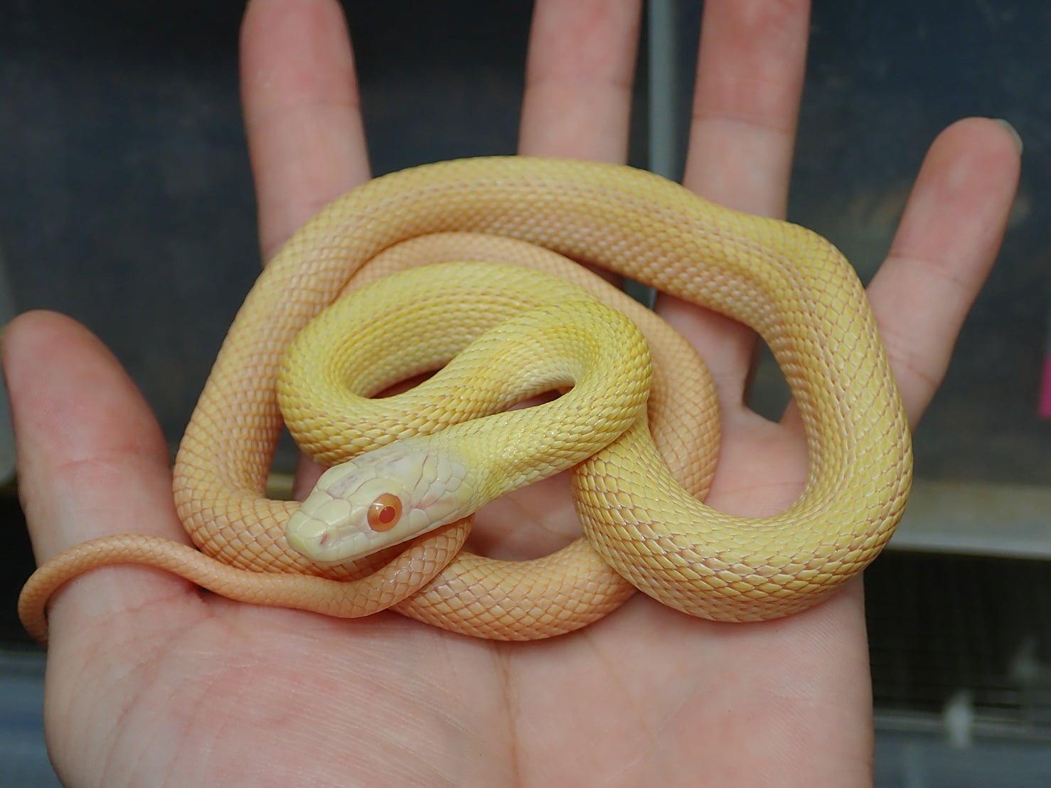 アオダイショウ アルビノパターンレス