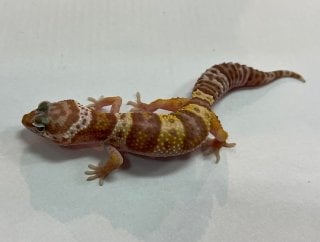 ヒョウモントカゲモドキ トレンパーアルビノ