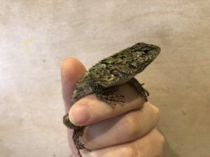 ハリトカゲ 