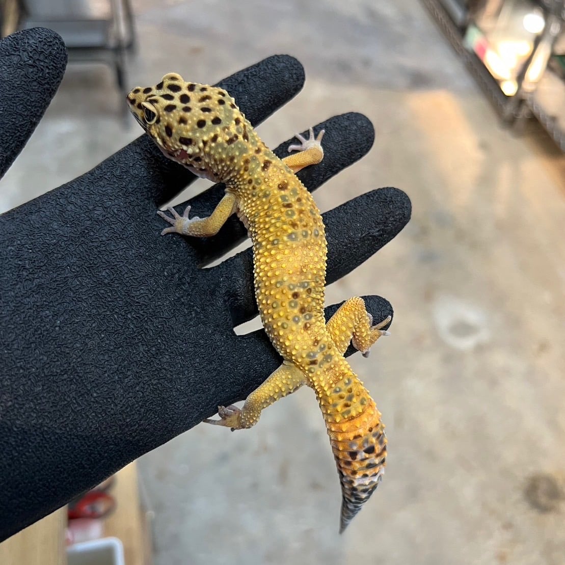 ヒョウモントカゲモドキ エメリン