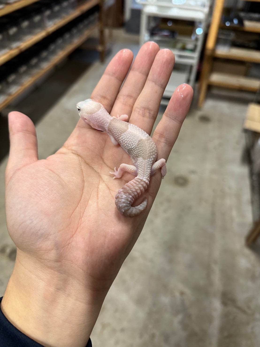 ニシアフリカトカゲモドキ アメルオレオ