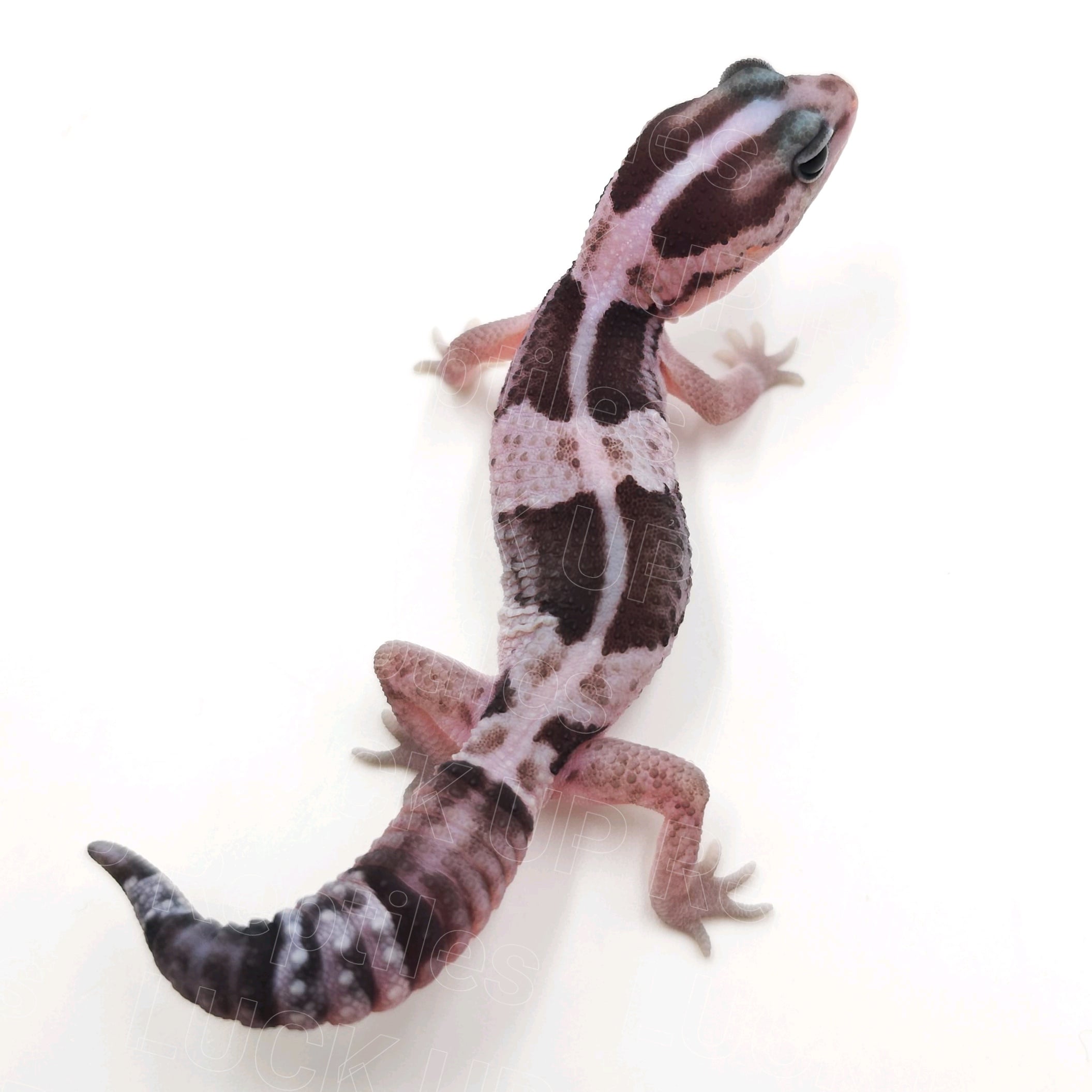 ニシアフリカトカゲモドキ オレオ
