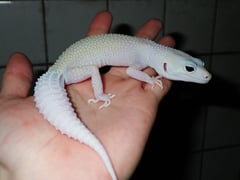 ヒョウモントカゲモドキ ディアブロブランコ