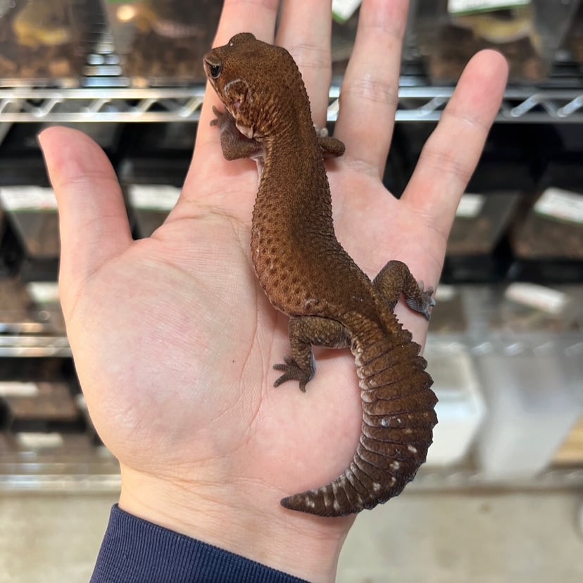 パターンレス