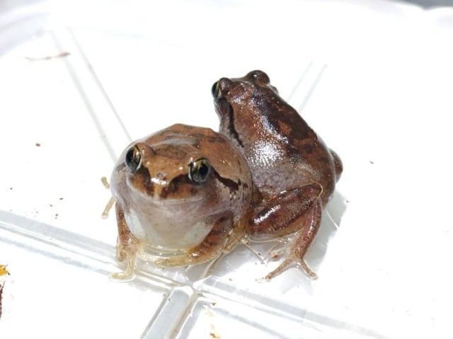 クサガエル 