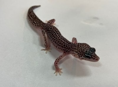 ヒョウモントカゲモドキ スーパーマックスノー