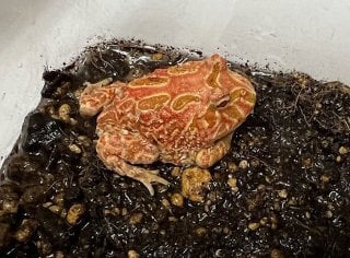 ツノガエル ストロベリー