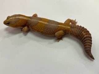ニシアフリカトカゲモドキ アルビノストライプ