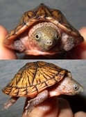 オオアタマニオイガメ 