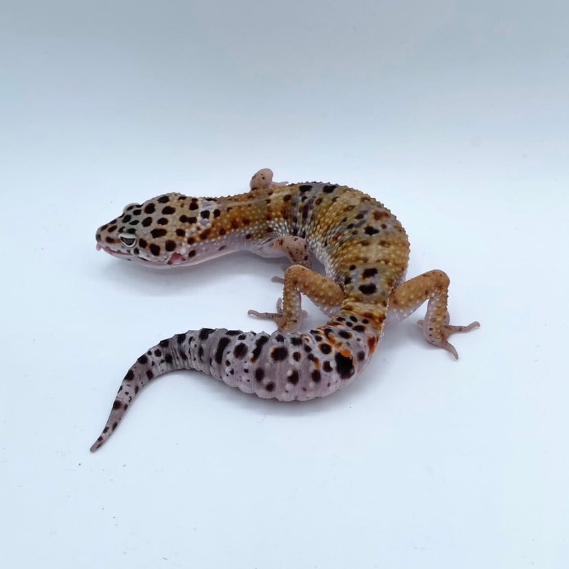タンジェリン