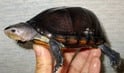 ノドジロドロガメ 