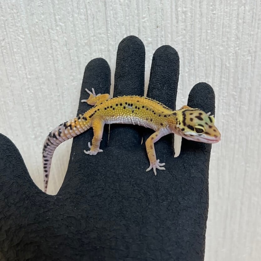 ヒョウモントカゲモドキ ストライプ