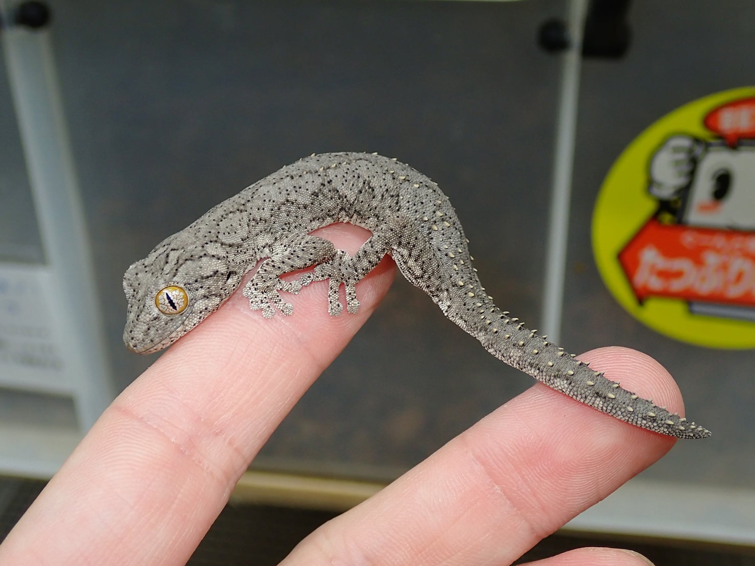 ウィリアムスイシヤモリ 