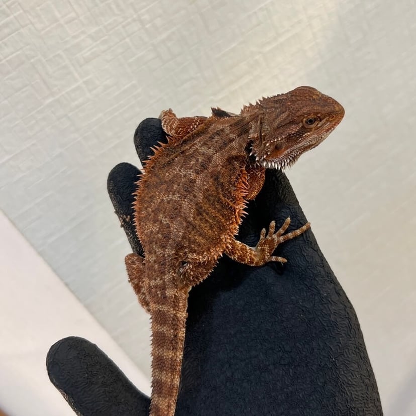 ダークレッド