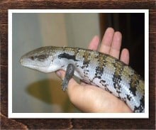 アオジタトカゲ 
