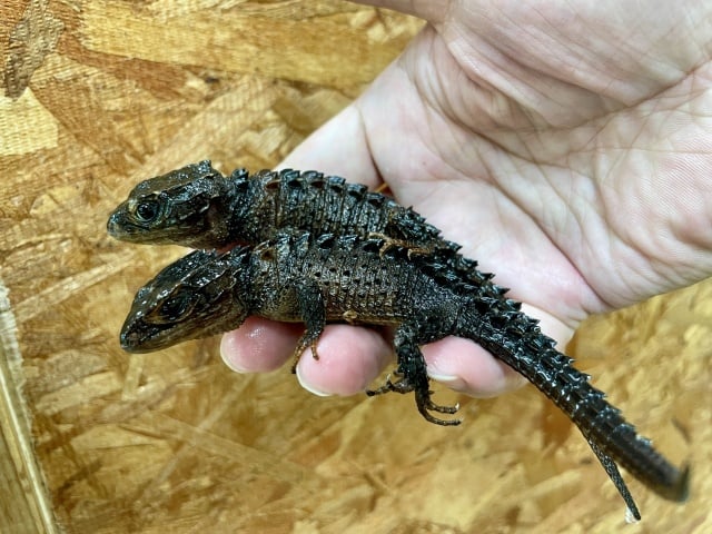 カブトトカゲ 