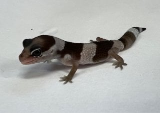 ニシアフリカトカゲモドキ オレオ
