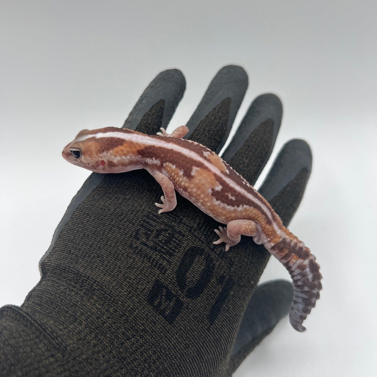 ニシアフリカトカゲモドキ ズールー