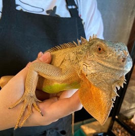 レッド