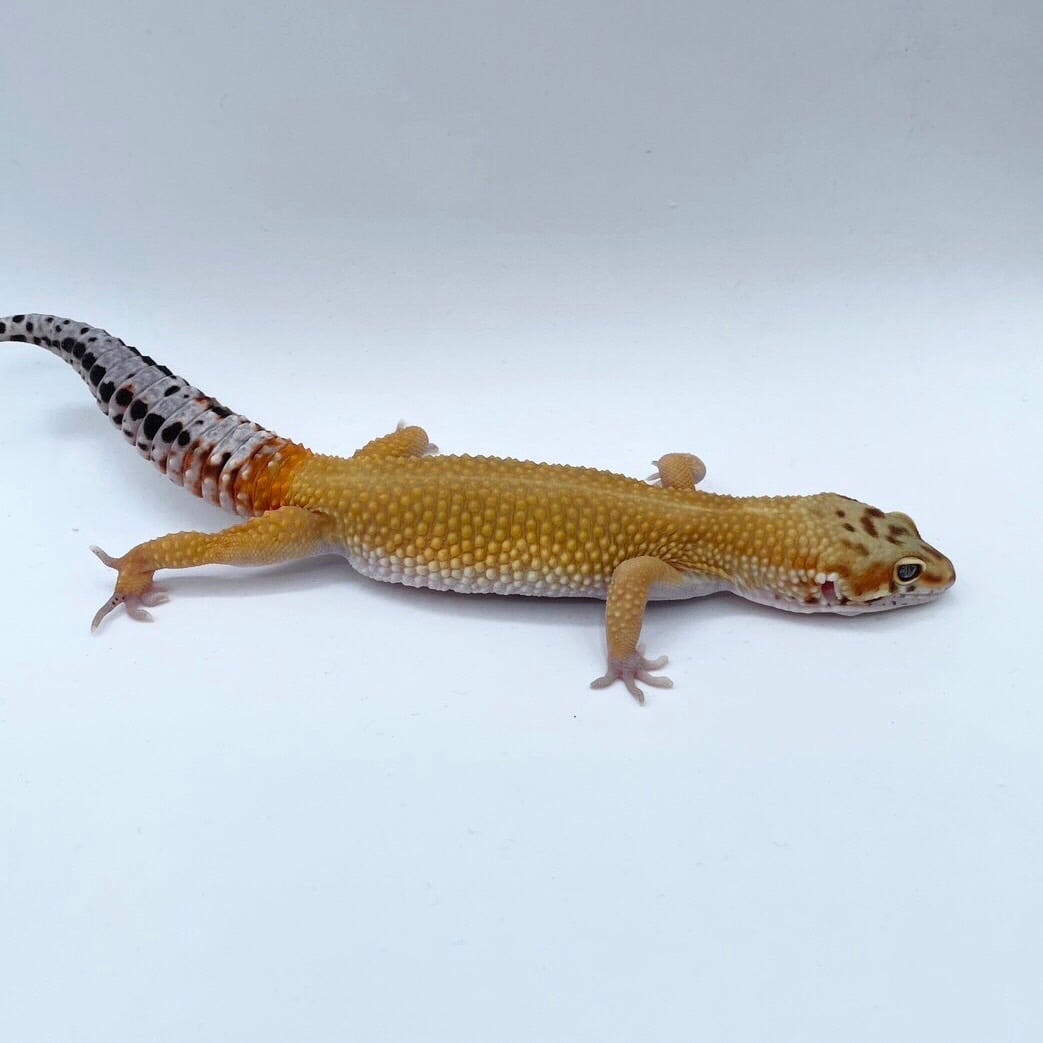 ヒョウモントカゲモドキ エメリン