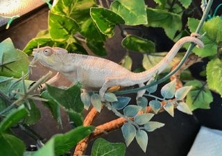 ノシベ