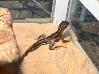 イグアナ