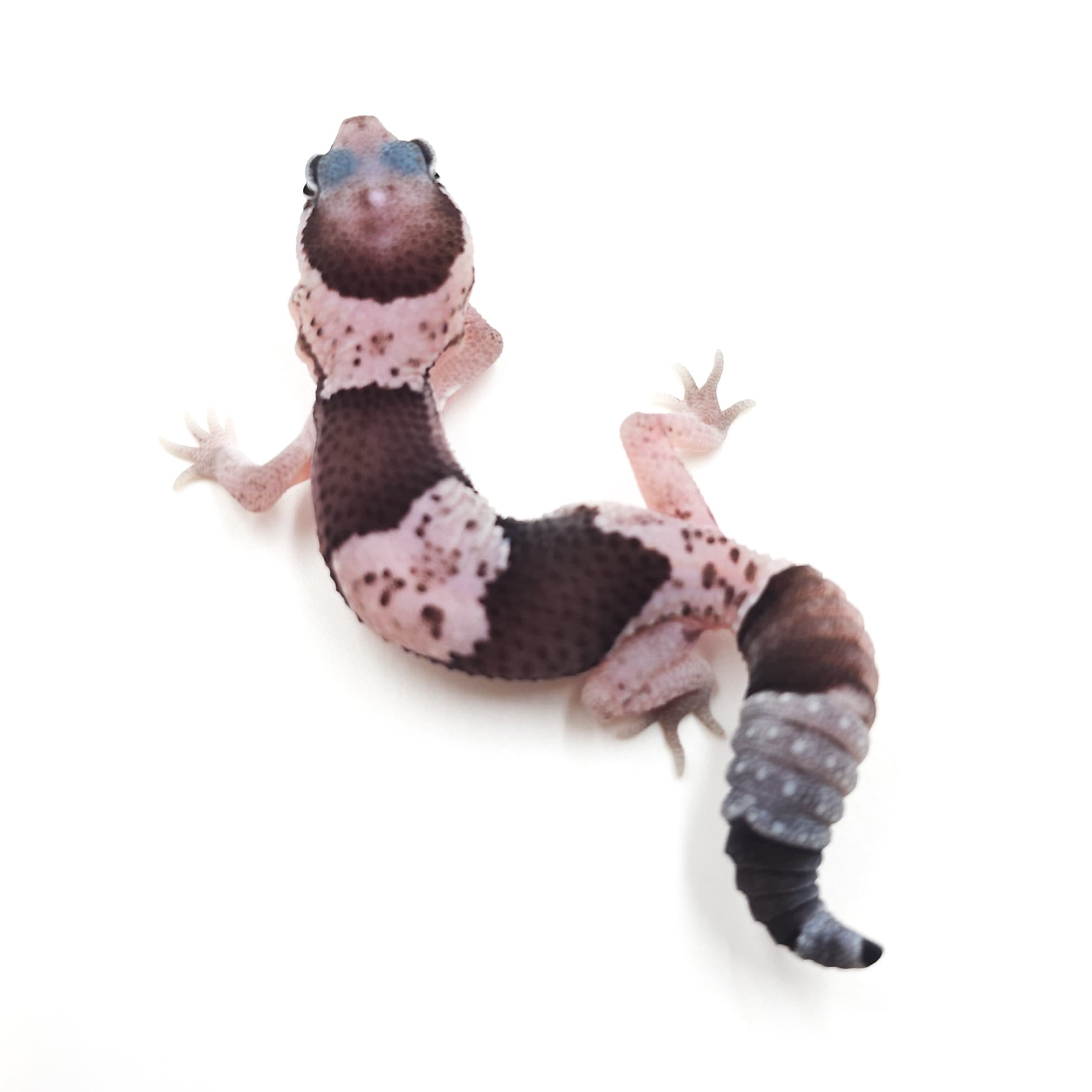 ニシアフリカトカゲモドキ オレオ