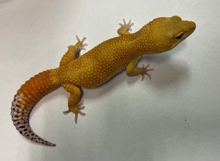 サングロー