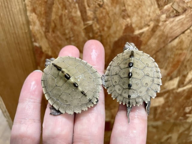 ハイイロチズガメ 