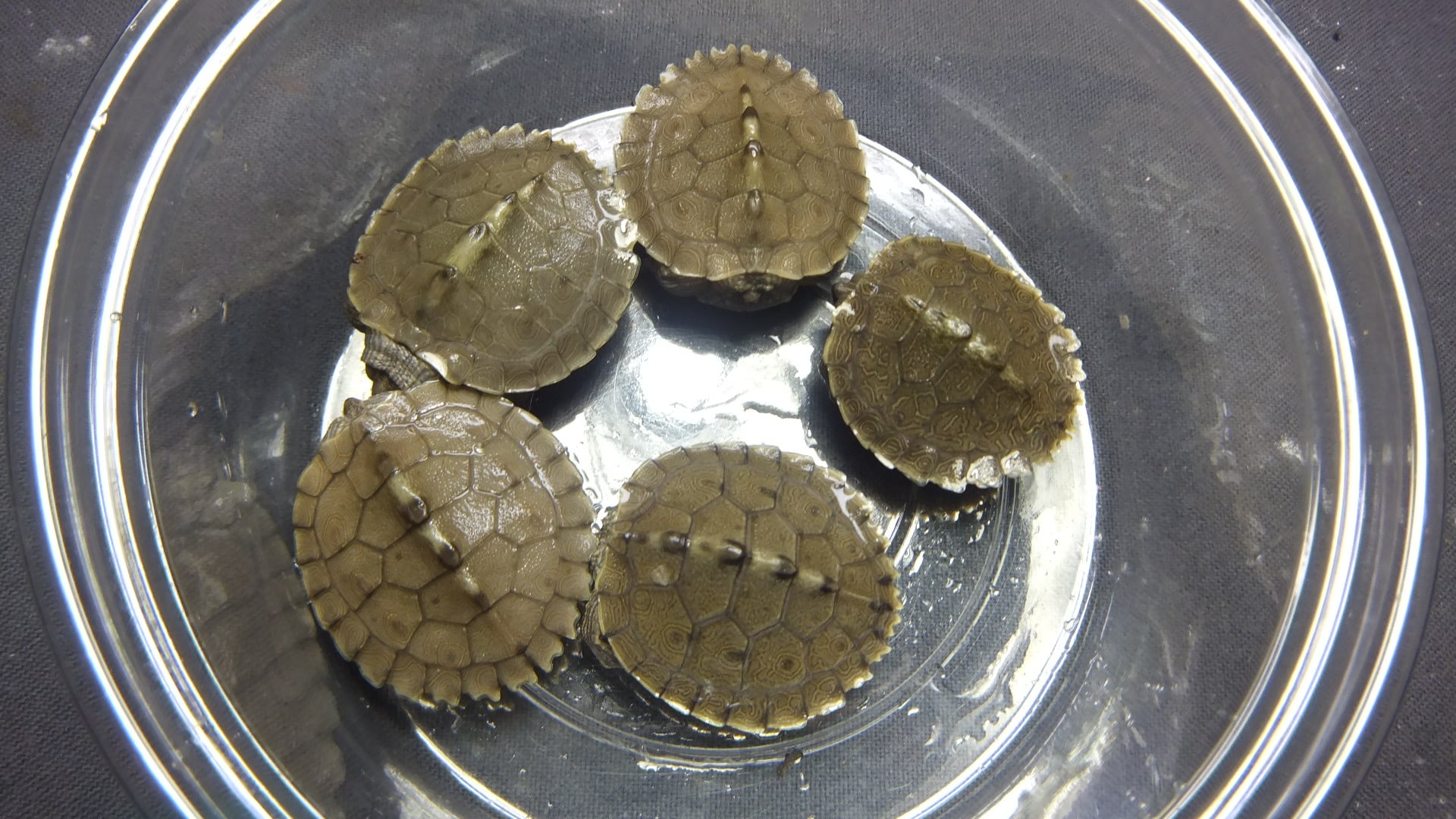ニセチズガメ 